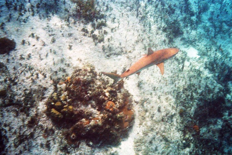 Shark Near Bottom