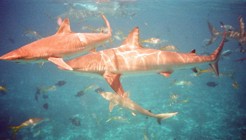 Shark School