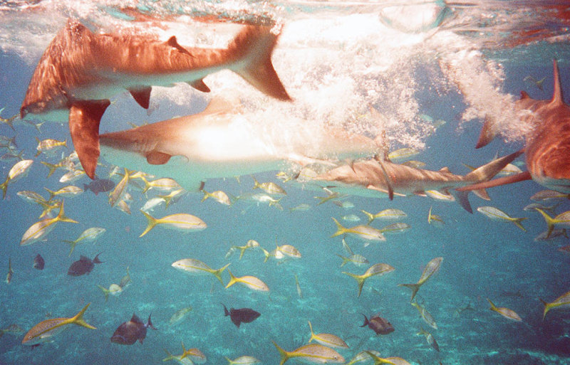 Sharks Eating Chum