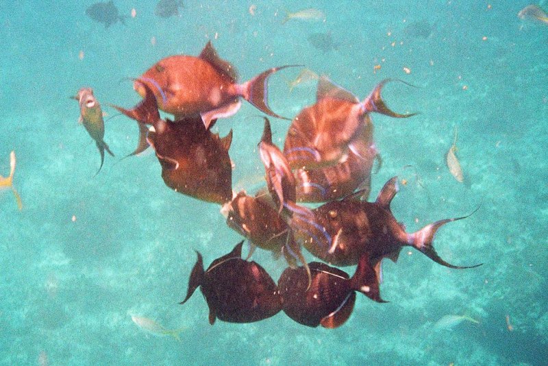 Tropical Fish with Chum