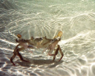 Crab Near Wreck