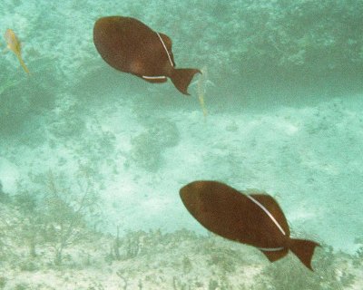 Pair of Fish on Wreck