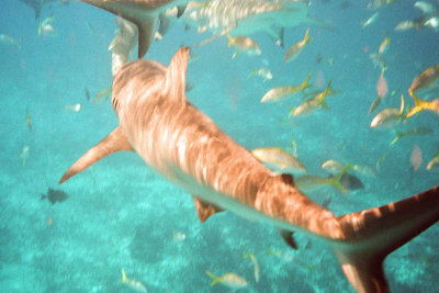 Shark Swimming Away