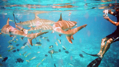 Sharks and Rays in Bimini - 1999
