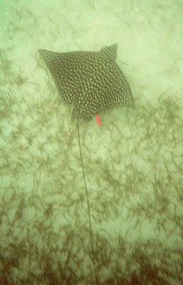 Swimming with tagged Eagle Ray 