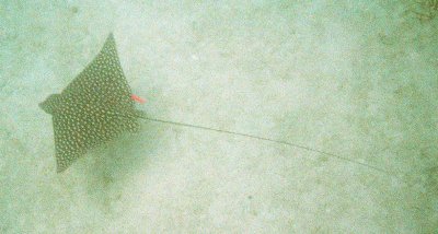 Swimming with Eagle Ray