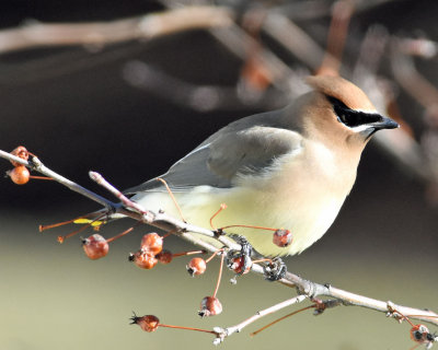 Cedar Waxwing