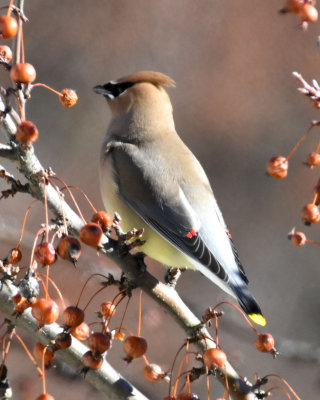 Cedar Waxwing in Flowering Crabapple Tree