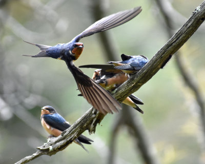 Parent Leaving After Feeding Young Barn Swallows