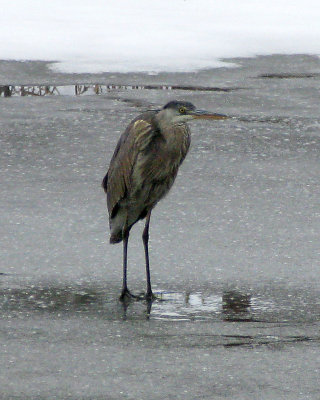 Great Blue Heron on Ice