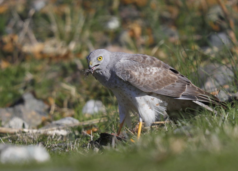 Northern Harrier, adult male