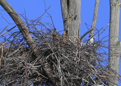 Great Horned Owl, female on nest!