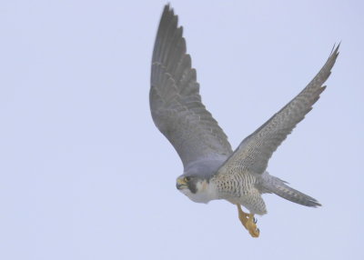 Peregrine Falcon, adult female