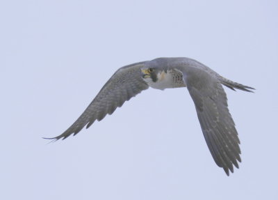 Peregrine Falcon, adult female