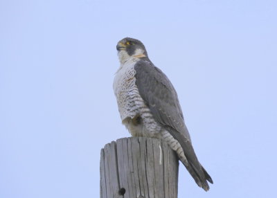 Peregrine Falcon, adult female