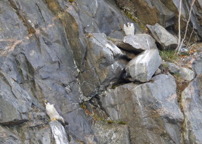 Peregrine Falcon, adult pair