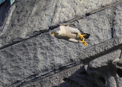 Peregrine Falcon, adult male, unbanded