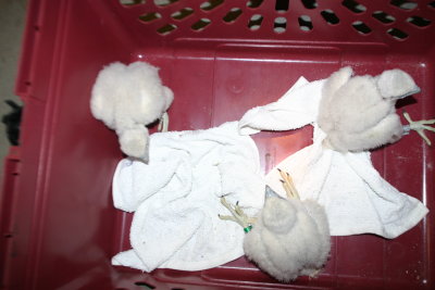 Peregrine Falcon chicks with new leg bands (64/V)