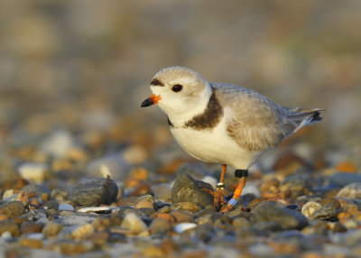 Piping Plover with leg bands