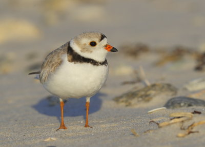 Piping Plover