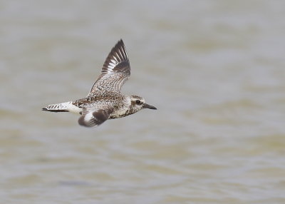 Black-bellied Plover flight