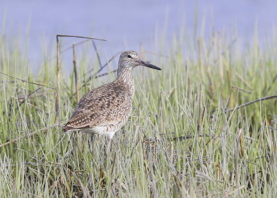 Willet