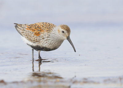 Dunlin adult