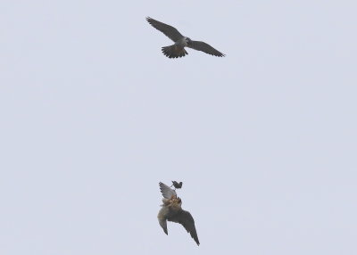 Peregrine Falcon adults: food drop