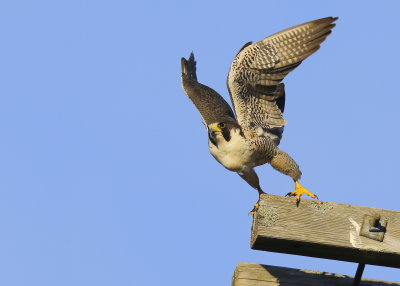 Peregrine Falcon, adult female