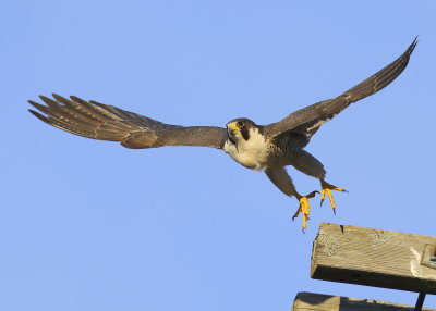 Peregrine Falcon, adult female