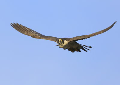 Peregrine Falcon, adult female