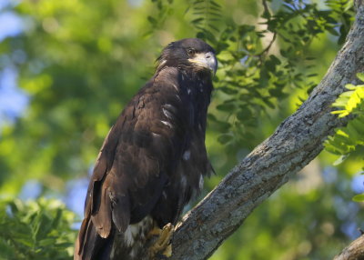 Bald Eagle, juvenile branching