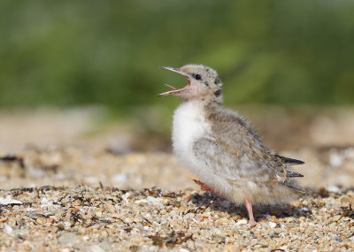 Tern chick begging for food