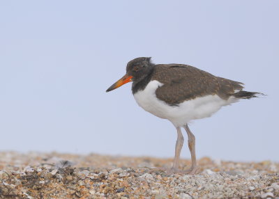 American Oystercatcher chick