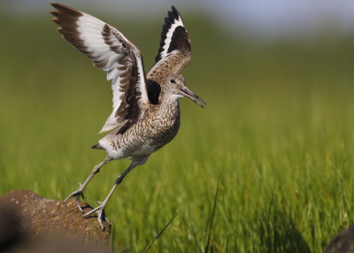 Willet taking off