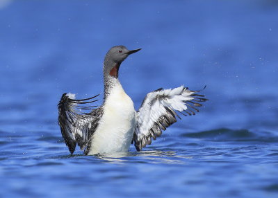 Red-throated Loon