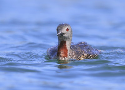 Red-throated Loon