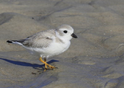 Piping Plover, juvenile