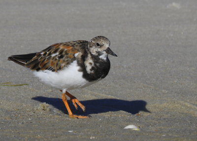 Ruddy Turnstone, juvenile