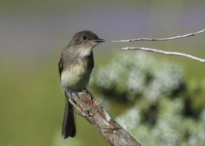 Eastern Phoebe, juvenile