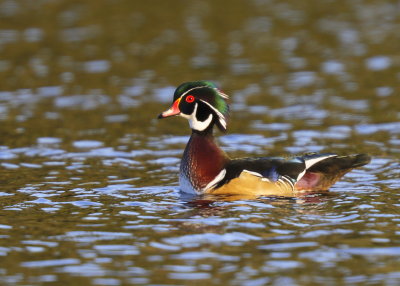 Wood Duck, adult male