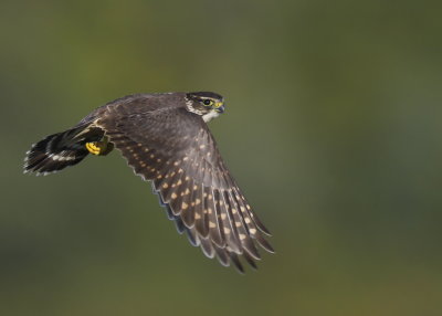 Merlin taking flight!