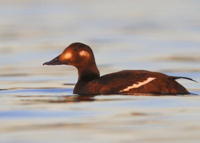 White-winged Scoter, female