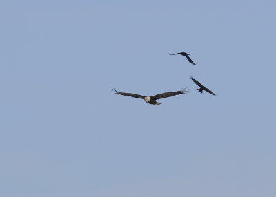 Blkad Eagle chased by Crows