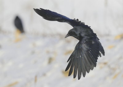 Fish Crow landing mode