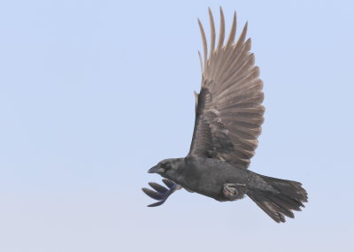 Fish Crow in flight turn