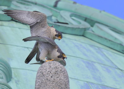 Peregrine Falcons in copulation mode
