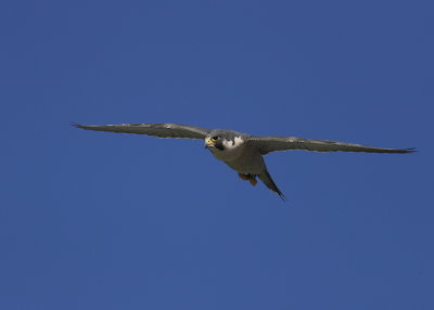 Peregrine Falcon in flight