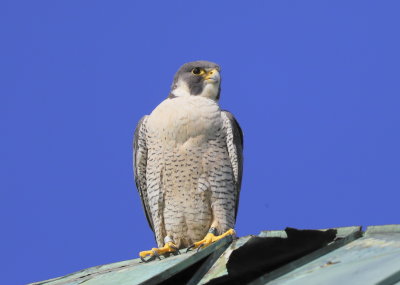 Peregrine Falcon, adult female, left leg band, 64/V, banded 2008, Long Island, NY
