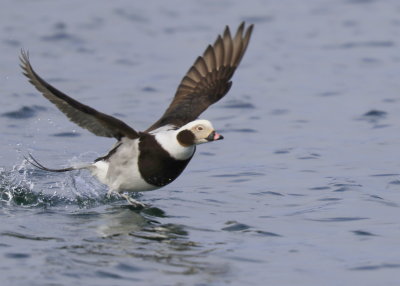 Long-tailed Duck, male